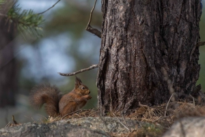 Stockholm: 3-uur wandeltour op sneeuwschoenen met Fika
