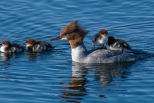 Stockholm: 3-uur wandeltour op sneeuwschoenen met Fika
