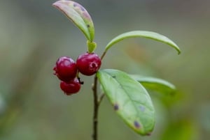 Stockholm: 3-uur wandeltour op sneeuwschoenen met Fika