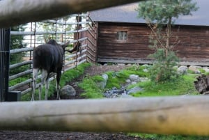 Estocolmo: Tour guiado personalizado para familias