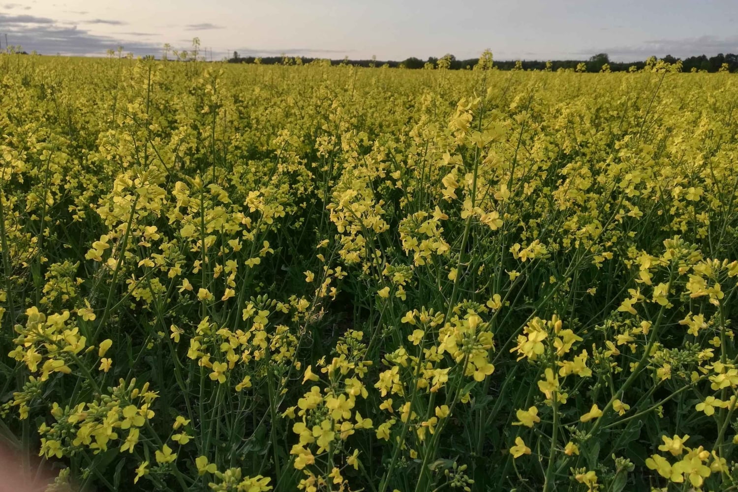 Стокгольм: однодневный тур по истории викингов в Сигтуне и Уппсале