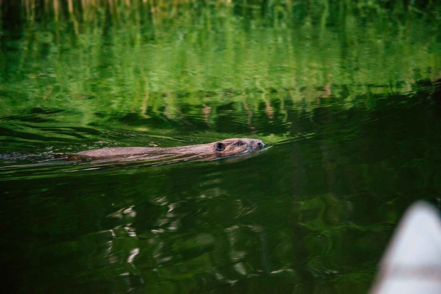 Stockholm: Kanosafari i solnedgang med bever og grillfest på øya