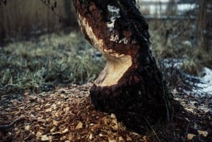 Stockholm: Kanosafari i solnedgang med bever og grillfest på øya