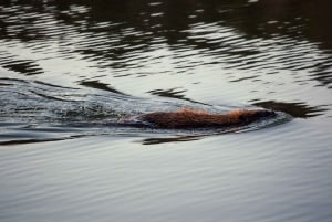 Stockholm: Kanosafari i solnedgang med bever og grillfest på øya
