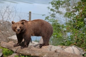 Museu Vasa e Skansen Estocolmo Tour com ingresso Fast-Track