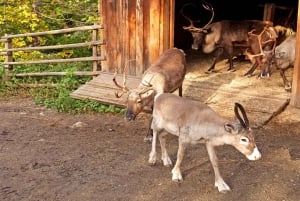 Museu Vasa e Skansen Estocolmo Tour com ingresso Fast-Track