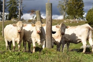 Viikinkihistorian puolipäiväinen retki Tukholmasta