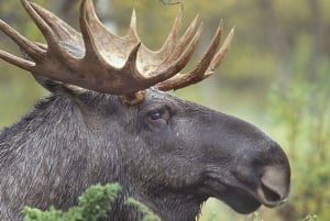 Wildlife Safari in Stockholm