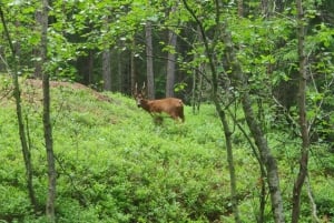 Ulve- og vildtsporing i Sverige