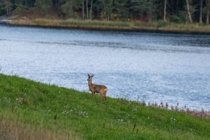 Ulv og viltsporing i Sverige