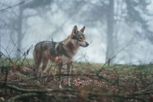 Rastreamento de lobos e animais selvagens na Suécia