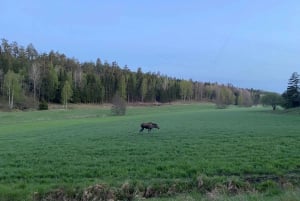 Speuren naar wolven en wilde dieren in Zweden
