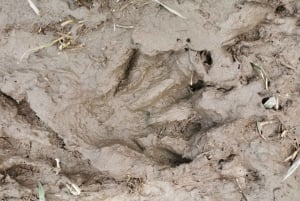 Wolf and Wildlife Tracking in Sweden