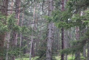 Susi ja villieläinten seuranta Ruotsissa