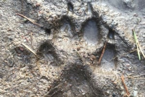 Ulve- og vildtsporing i Sverige