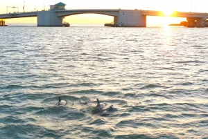 Madeira Beach: Guided Dolphin Watching Eco-Friendly Cruise