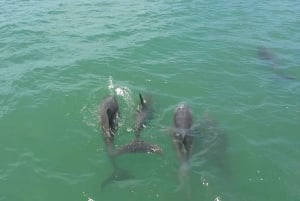 Madeira Beach: Sightseeing Cruise to John's Pass with Guide