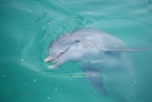Madeira Beach: Sightseeing Cruise to John's Pass with Guide
