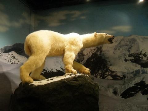 Museum of Arctic and Antarctic