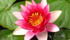 Royal Thai