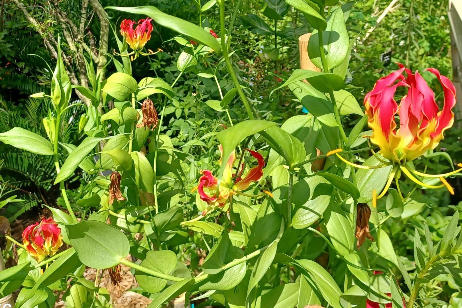St. Petersburg: Eco-segwaytour met Sunken Gardens