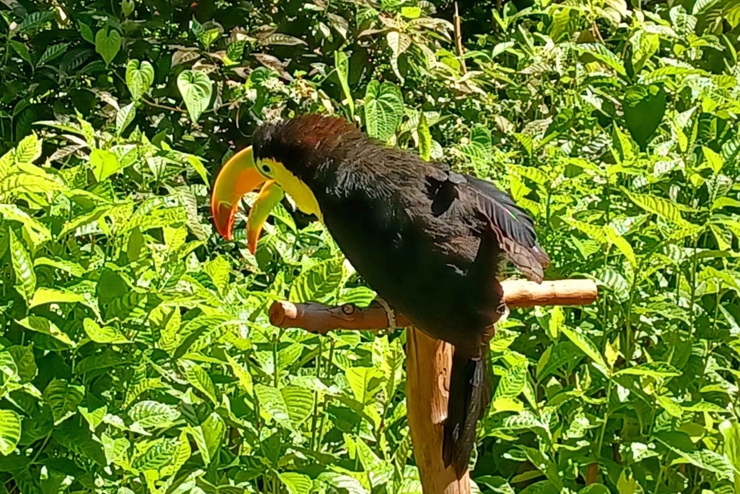 St. Petersburg: tour ecologico in Segway con Sunken Gardens