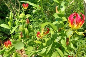 St. Petersburg: Eco-segwaytour met Sunken Gardens