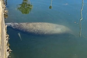 St. Petersburg: Eco-segwaytour met Sunken Gardens