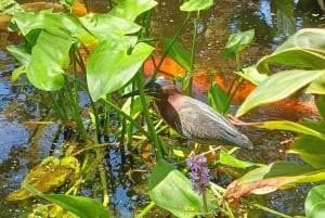 St. Petersburg: Eco-segwaytour met Sunken Gardens