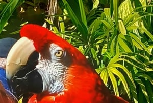 St. Petersburg: Eco-segwaytour met Sunken Gardens