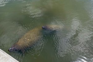 St. Petersburg: Eco-segwaytour met Sunken Gardens