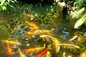 St. Petersburg: Eco-segwaytour met Sunken Gardens