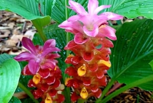 St. Petersburg: Eco-segwaytour met Sunken Gardens