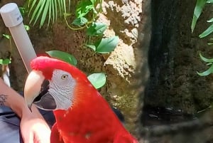 St. Petersburg: Eco-segwaytour met Sunken Gardens