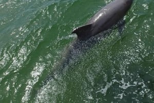 St. Petersburg: Eco-segwaytour met Sunken Gardens