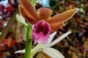 St. Petersburg: Eco-segwaytour met Sunken Gardens