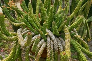 St. Petersburg: Eco-segwaytour met Sunken Gardens