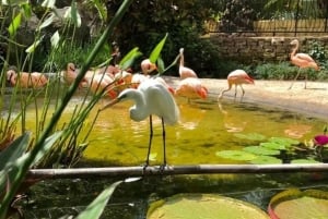 St. Petersburg: tour ecologico in Segway con Sunken Gardens