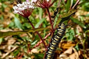 St. Petersburg: tour ecologico in Segway con Sunken Gardens