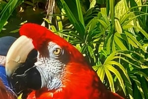 St. Petersburg: tour ecologico in Segway con Sunken Gardens