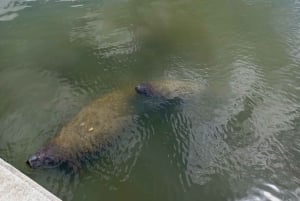 St. Petersburg: tour ecologico in Segway con Sunken Gardens