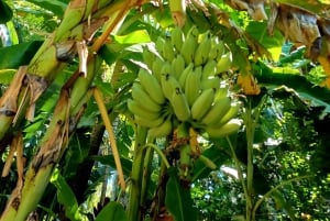 St. Petersburg: tour ecologico in Segway con Sunken Gardens