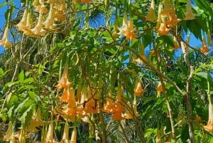 St. Petersburg: tour ecologico in Segway con Sunken Gardens