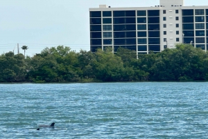 St Petersburg, FL: 3 Hour Islands Hopping Eco Tour