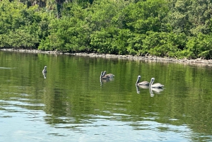 St Petersburg, FL: 3 Hour Islands Hopping Eco Tour
