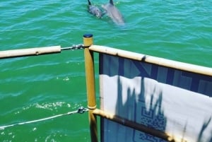 St. Petersburg, FL: 3-stündige private Tiki-Kreuzfahrt