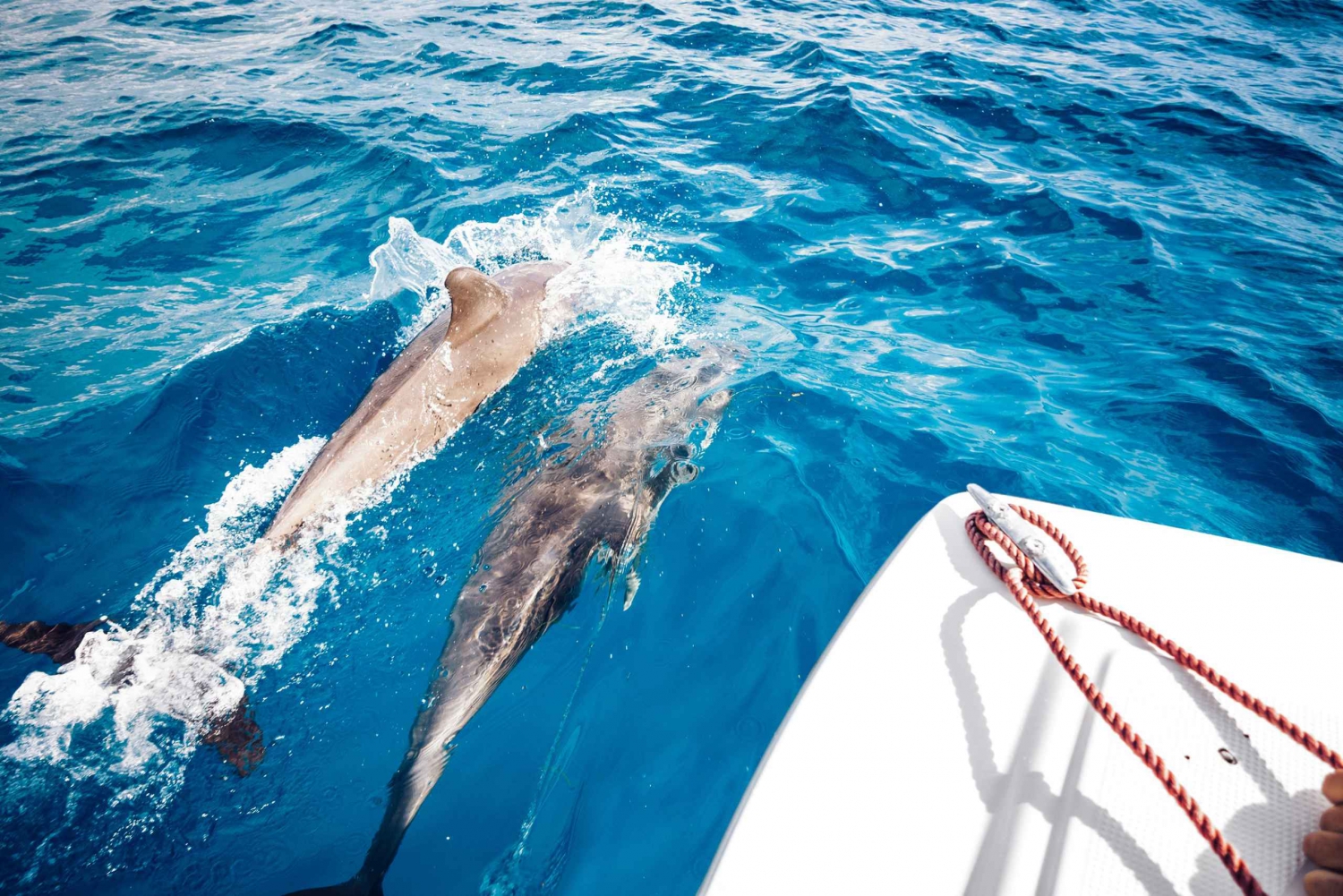St. Petersburg, FL: Private 2-Hour Dolphin Watching Cruise