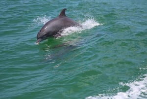 St. Petersburg, FL: Private 2-Hour Dolphin Watching Cruise