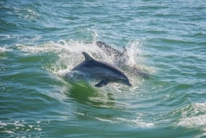 St. Petersburg, FL: Private 2-Hour Dolphin Watching Cruise