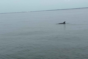 St. Petersburg, FL: 4-timers privat strandtur